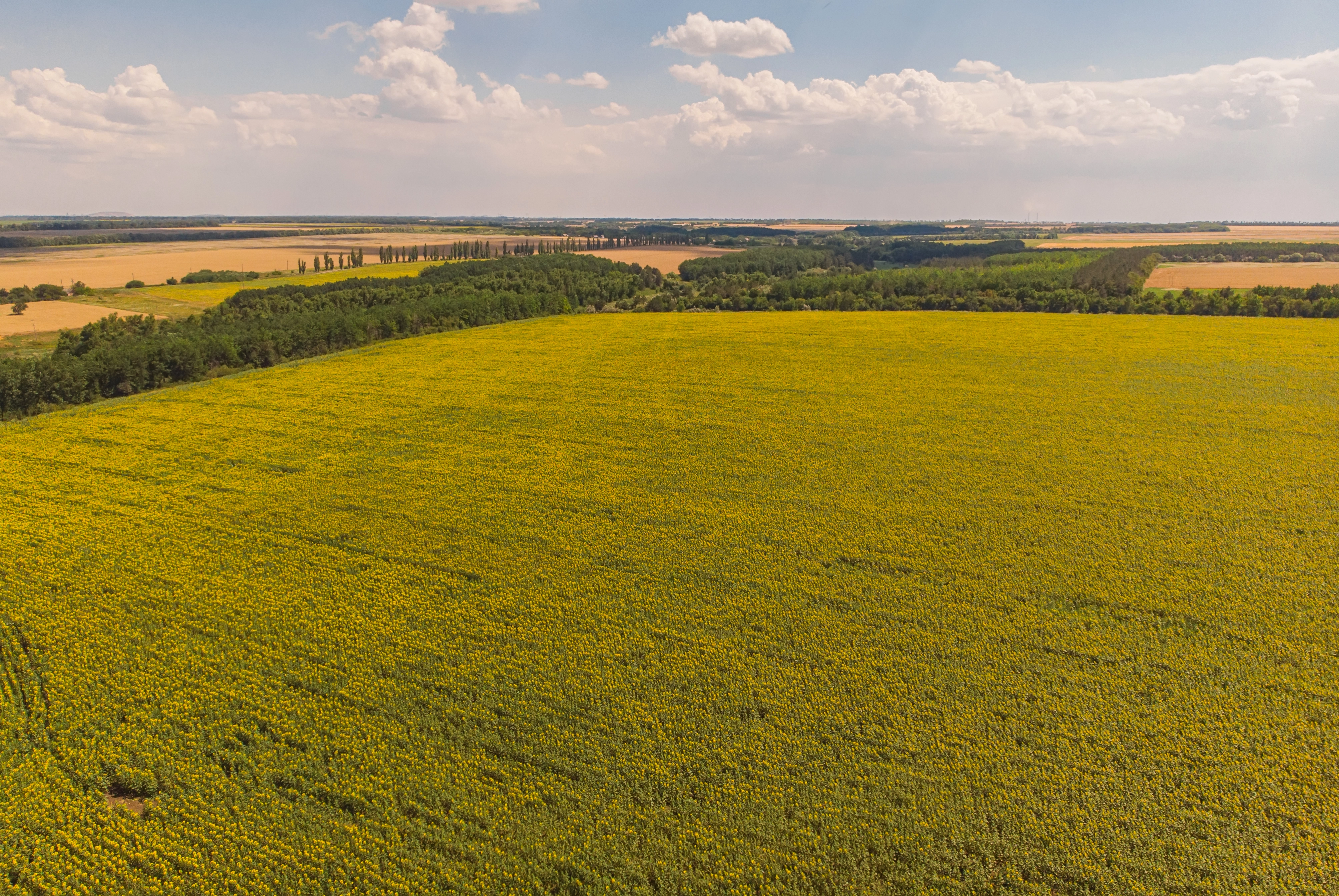 AGRICULTURAL LAND FOR VILLA CONSTRUCTION